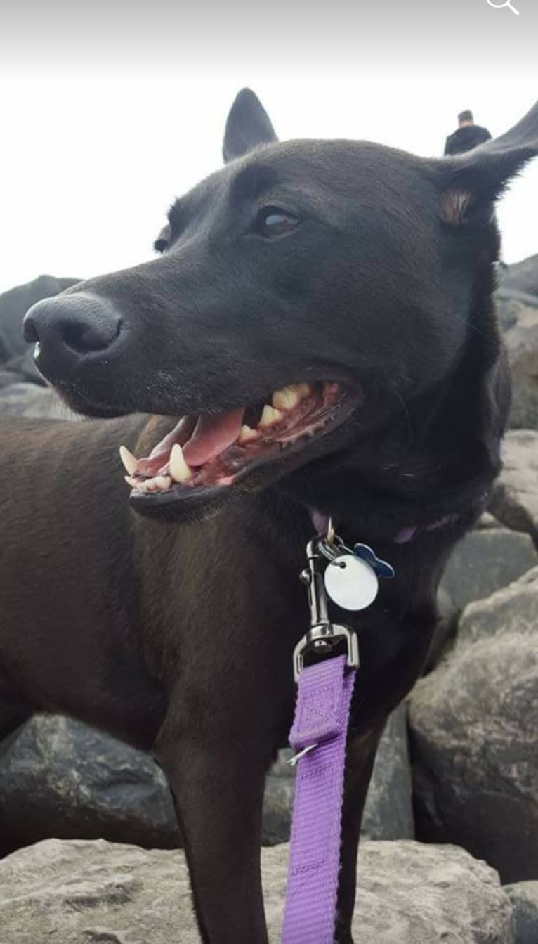 Freya, a Formosan Mountain Dog tested with EmbarkVet.com