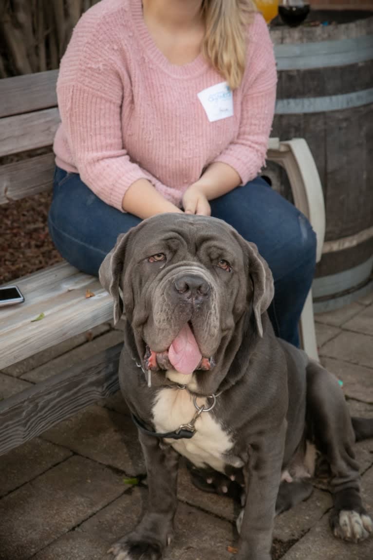 Maui, a Neapolitan Mastiff tested with EmbarkVet.com