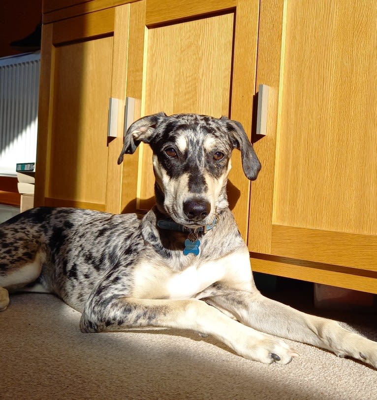 Arlo, a Greyhound and Saluki mix tested with EmbarkVet.com