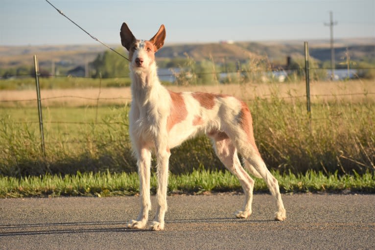 Bowie, an Ibizan Hound tested with EmbarkVet.com