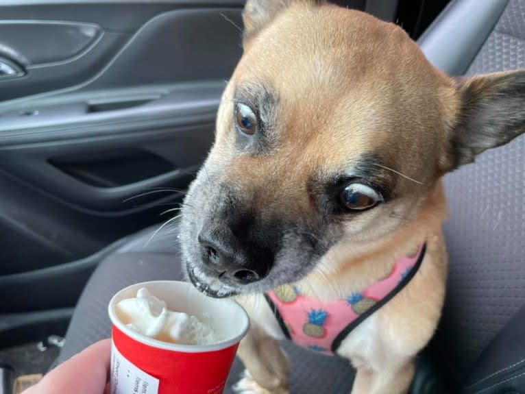 Murray, a Pug and Pembroke Welsh Corgi mix tested with EmbarkVet.com