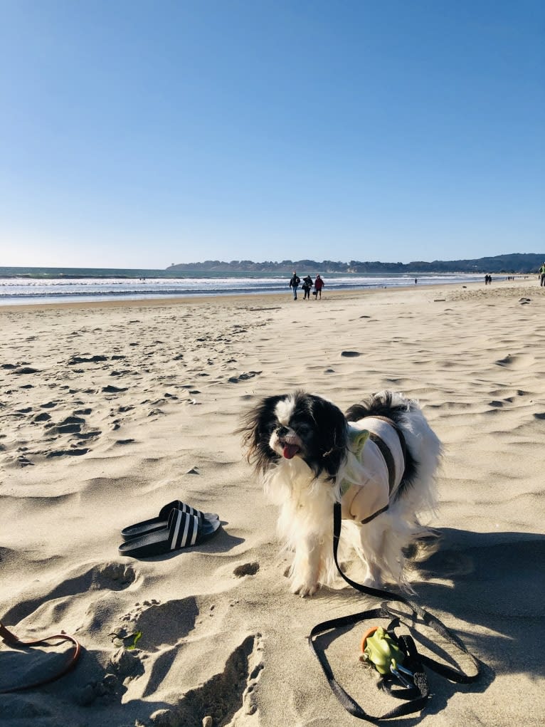 Alvie, a Japanese Chin tested with EmbarkVet.com