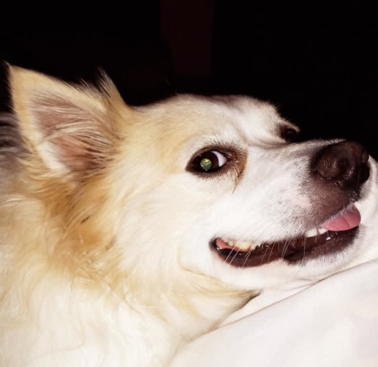 Dexter, an American Eskimo Dog tested with EmbarkVet.com