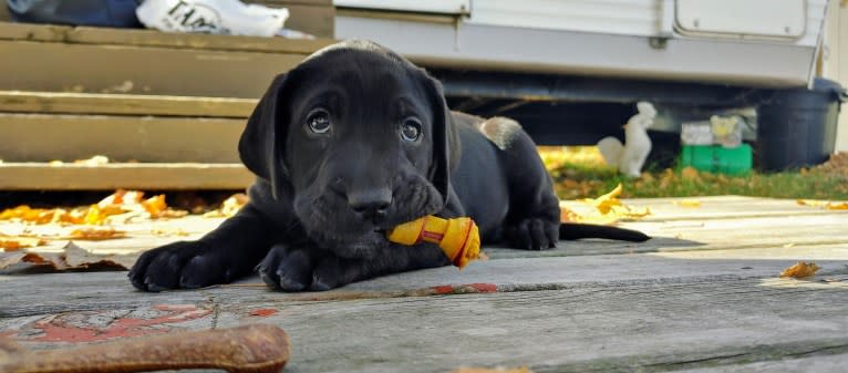 Ottis, a Perro de Presa Canario and English Springer Spaniel mix tested with EmbarkVet.com