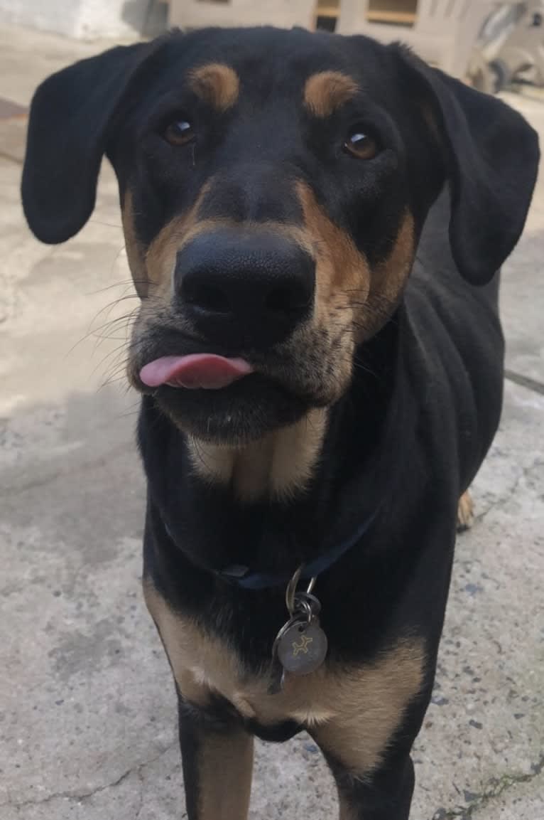 Wyatt, a Labrador Retriever and Doberman Pinscher mix tested with EmbarkVet.com