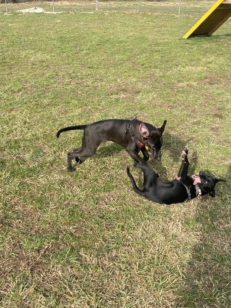 Luna, a Mountain Cur and Russell-type Terrier mix tested with EmbarkVet.com