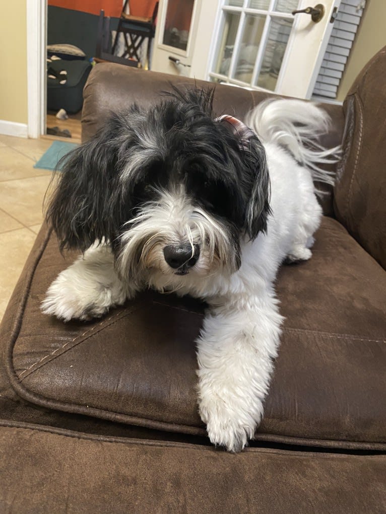 Benito, a Havanese tested with EmbarkVet.com