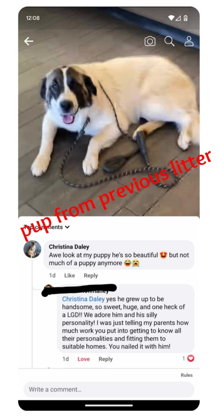 Duke, a Great Pyrenees and Anatolian Shepherd Dog mix tested with EmbarkVet.com