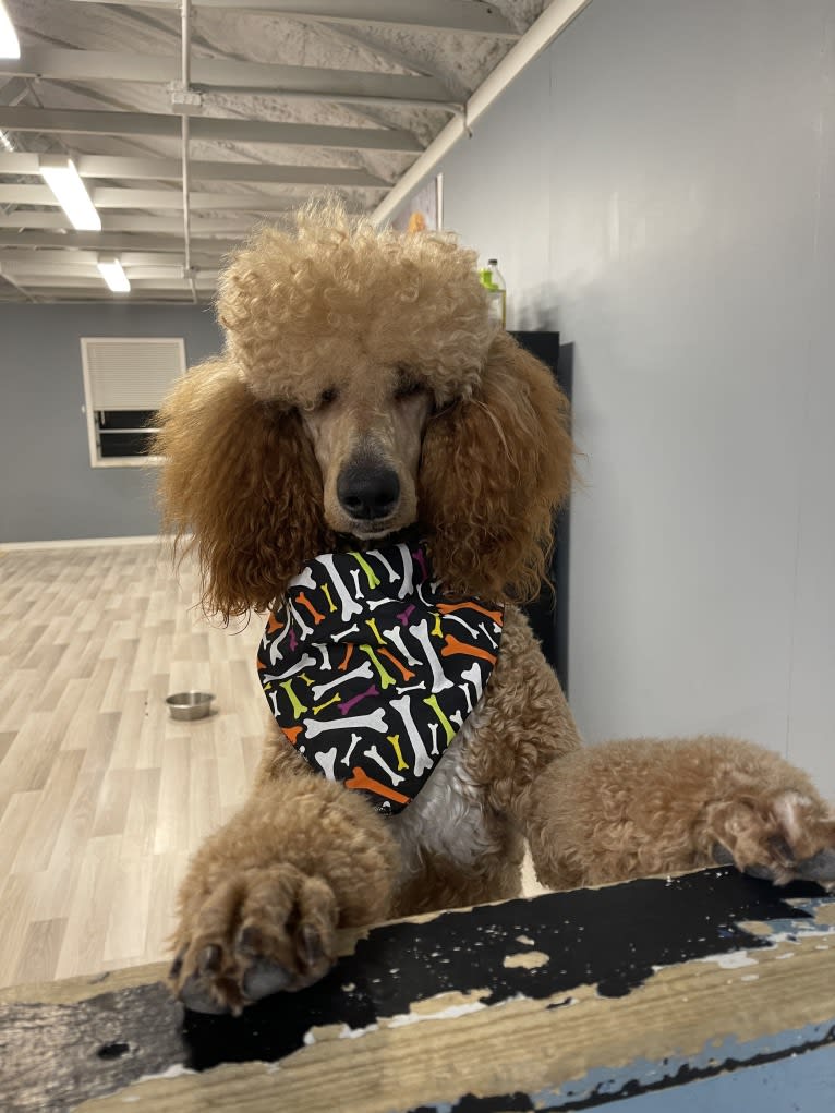 Captain Scooby Doo, a Poodle (Standard) tested with EmbarkVet.com