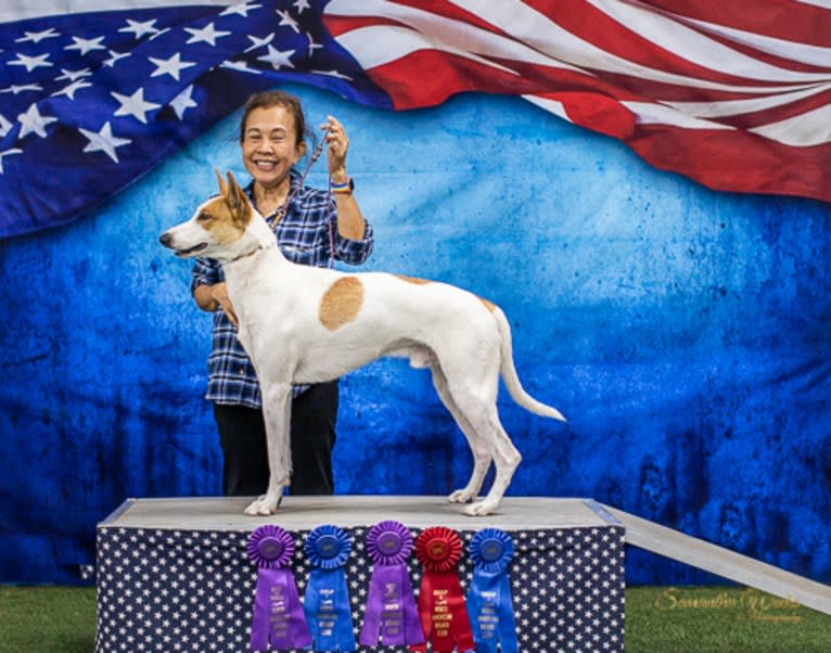 Banbury Cross Berlin, a Carolina Dog tested with EmbarkVet.com