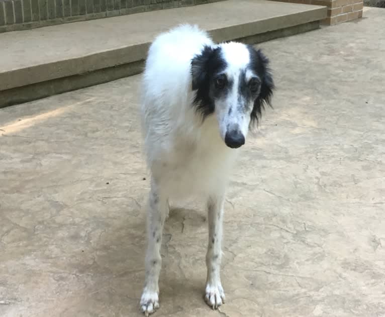 Cool Run Chandon, a Silken Windhound tested with EmbarkVet.com