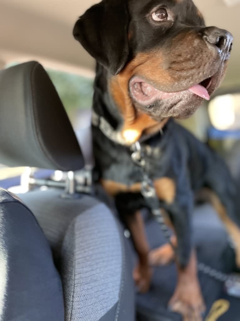 Chompy, a Rottweiler tested with EmbarkVet.com