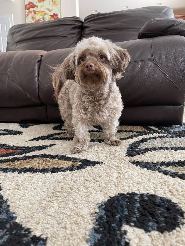 Coco, a Havanese tested with EmbarkVet.com