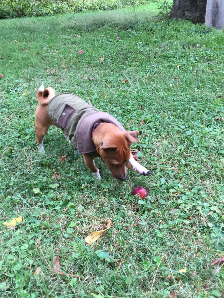 Romeo, a Taco Terrier tested with EmbarkVet.com