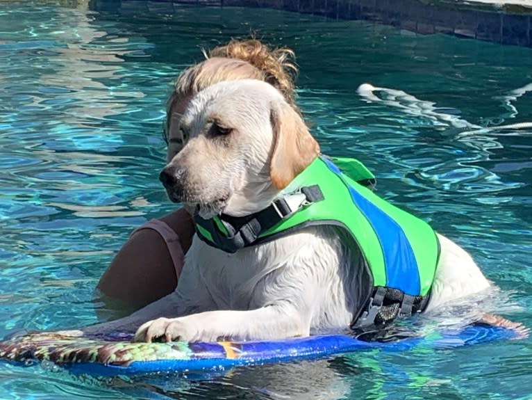 Pongo, a Labrador Retriever tested with EmbarkVet.com