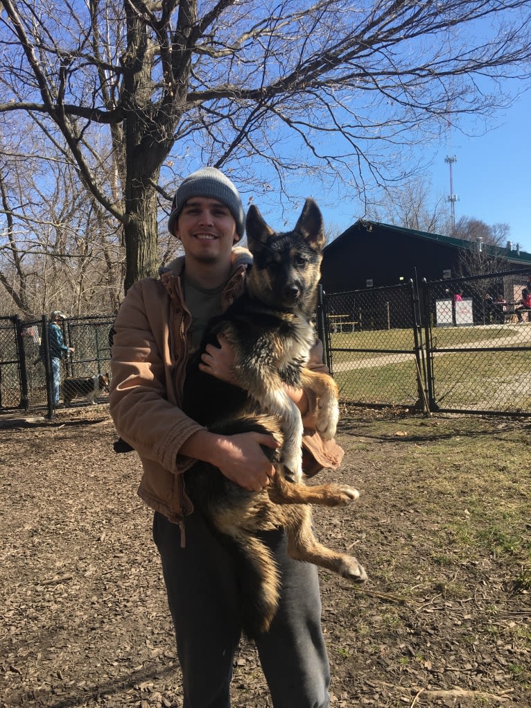 Hela, a Siberian Husky and German Shepherd Dog mix tested with EmbarkVet.com