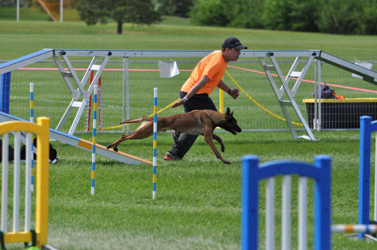 Rocket Raccoon, a Belgian Shepherd tested with EmbarkVet.com