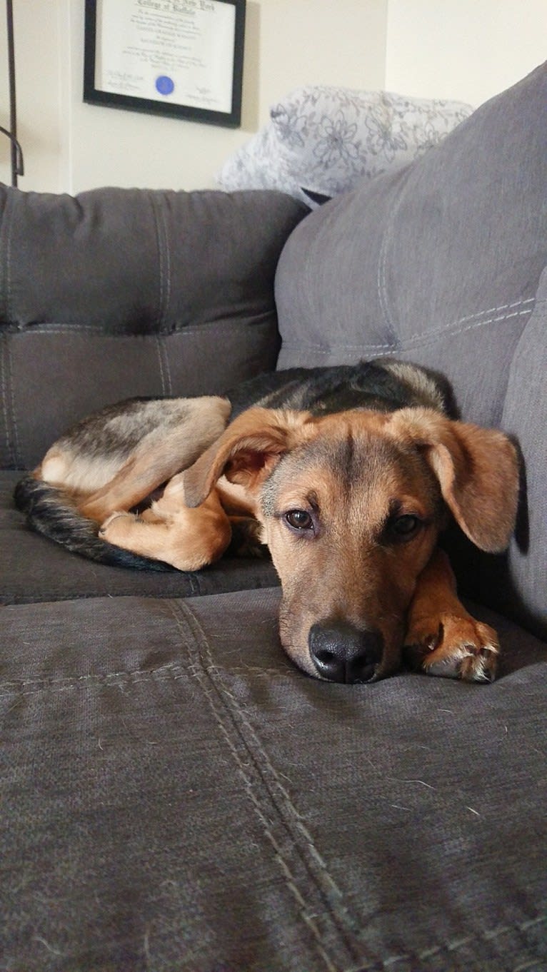 Koda (Simon), a Formosan Mountain Dog and Golden Retriever mix tested with EmbarkVet.com