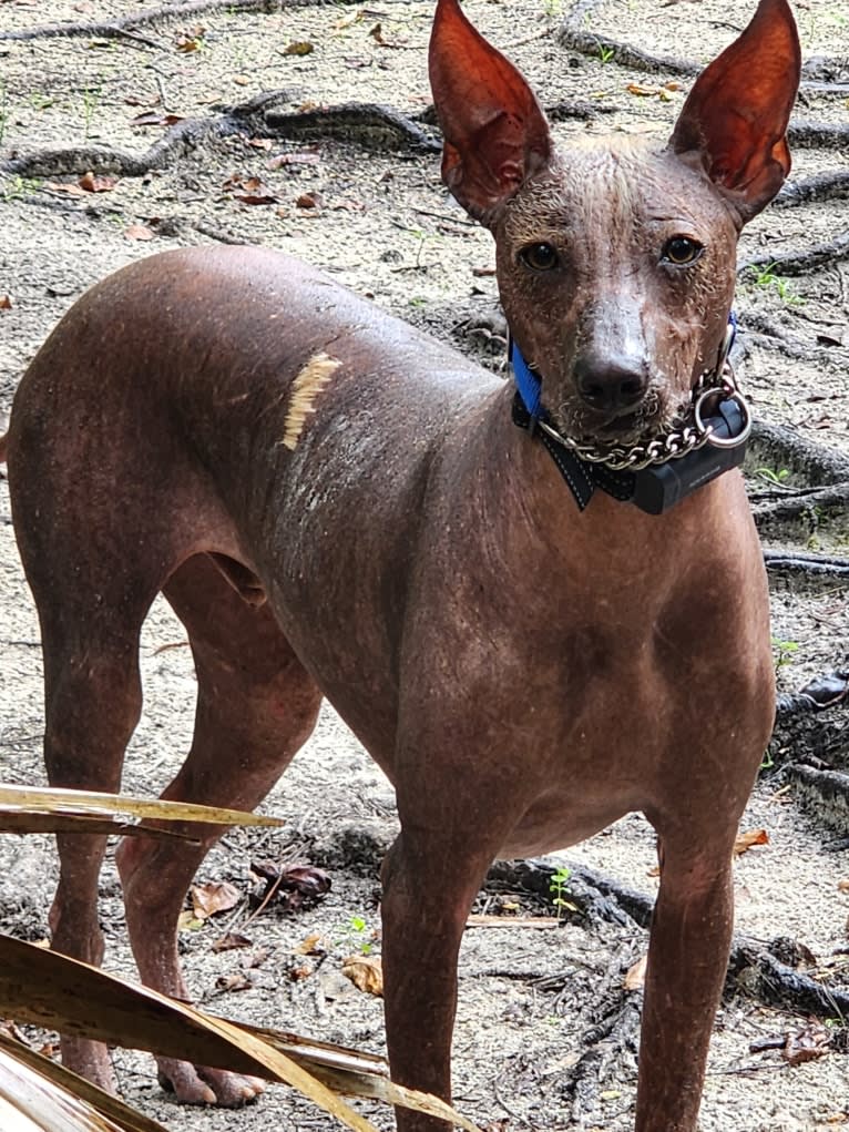 Neeko, a Xoloitzcuintli (8.7% unresolved) tested with EmbarkVet.com