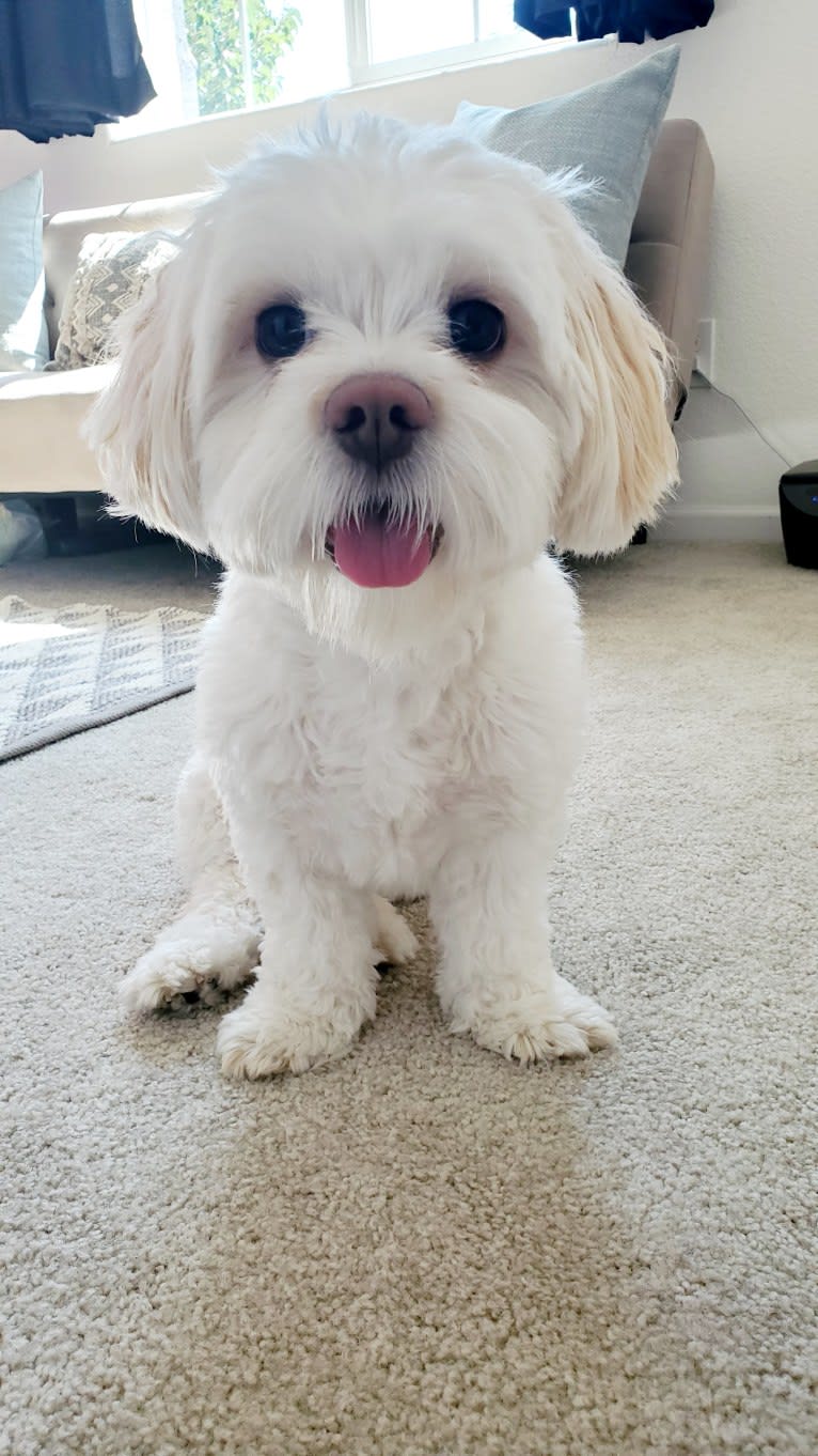 Moxie Fluff-Nugget, a Maltese and Lhasa Apso mix tested with EmbarkVet.com