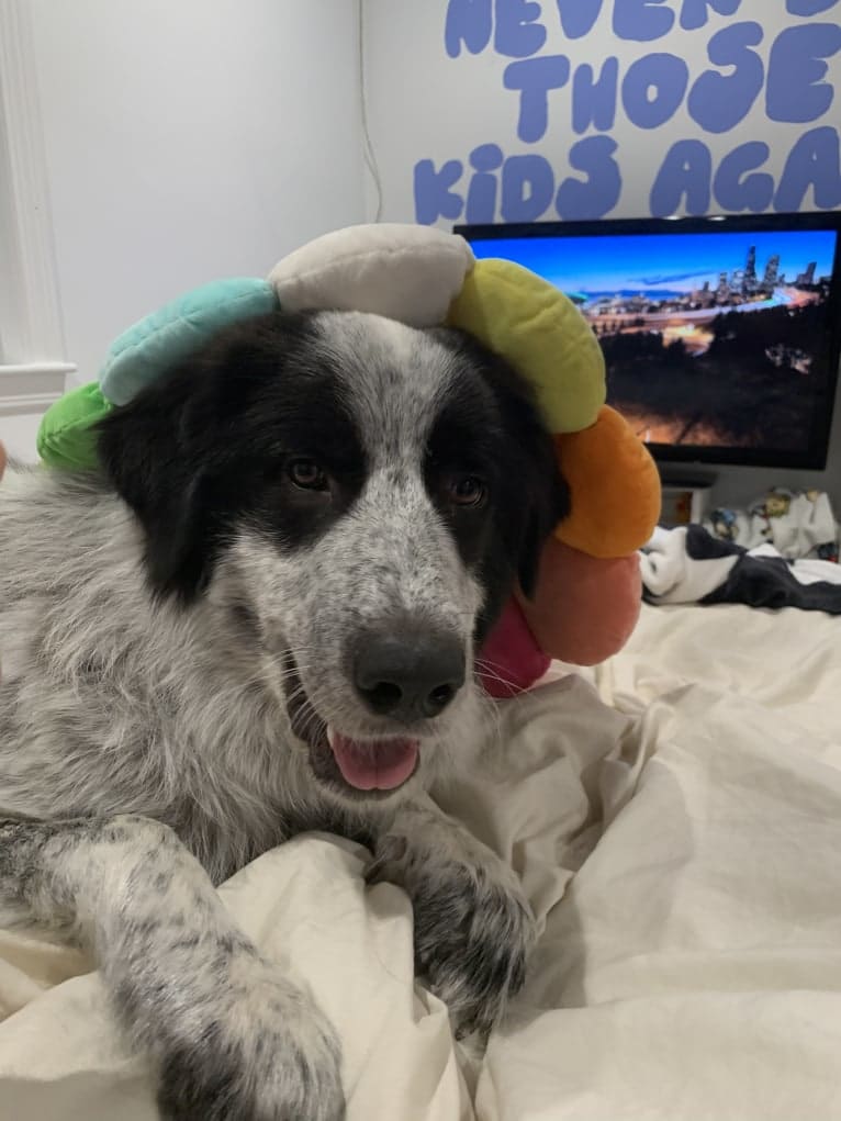 Frankie Ocean, a Great Pyrenees and Maremma Sheepdog mix tested with EmbarkVet.com