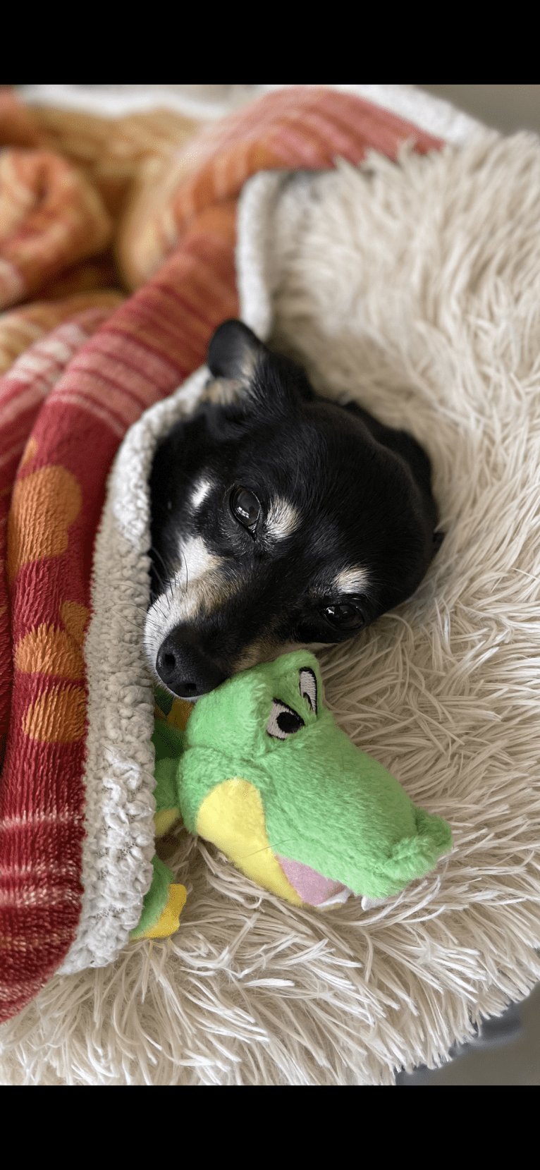 Jake, a Chihuahua and Dachshund mix tested with EmbarkVet.com