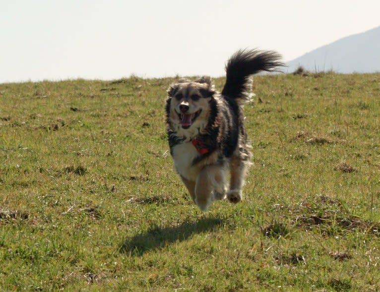 Radar, a Chihuahua and Rat Terrier mix tested with EmbarkVet.com