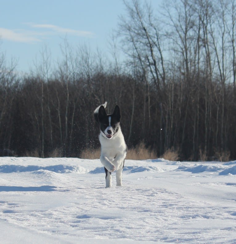 Rohmoivan Evita, a Karelian Bear Dog tested with EmbarkVet.com