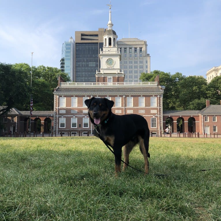 Cooper, a Miniature Pinscher and Boxer mix tested with EmbarkVet.com