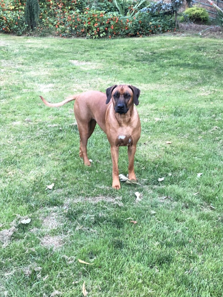 Diesel, a Rhodesian Ridgeback tested with EmbarkVet.com