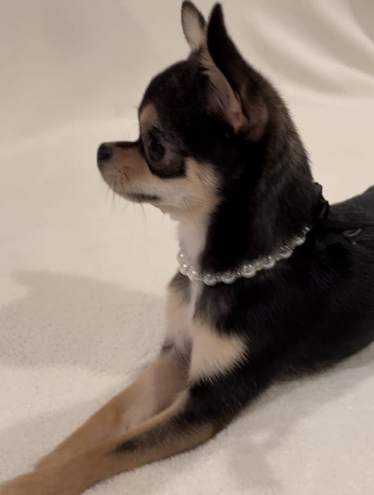 Alli-Mae, a Chihuahua tested with EmbarkVet.com