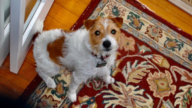 Sophie Jeannette, a Russell-type Terrier tested with EmbarkVet.com