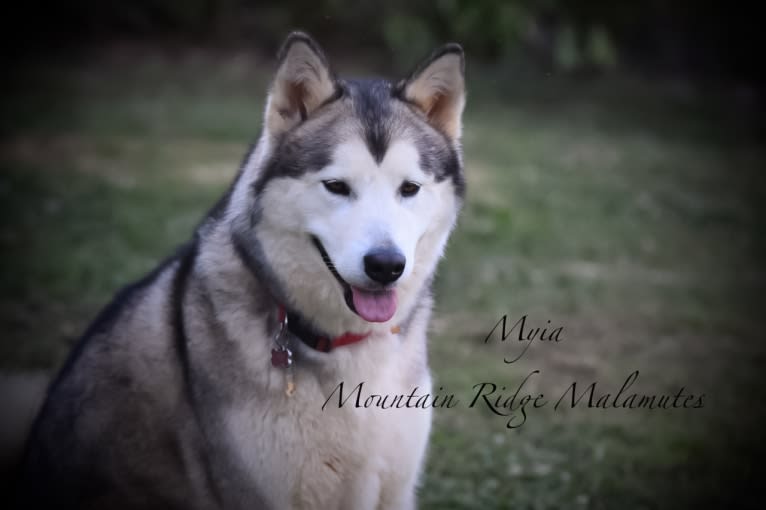 Miya, an Alaskan Malamute tested with EmbarkVet.com
