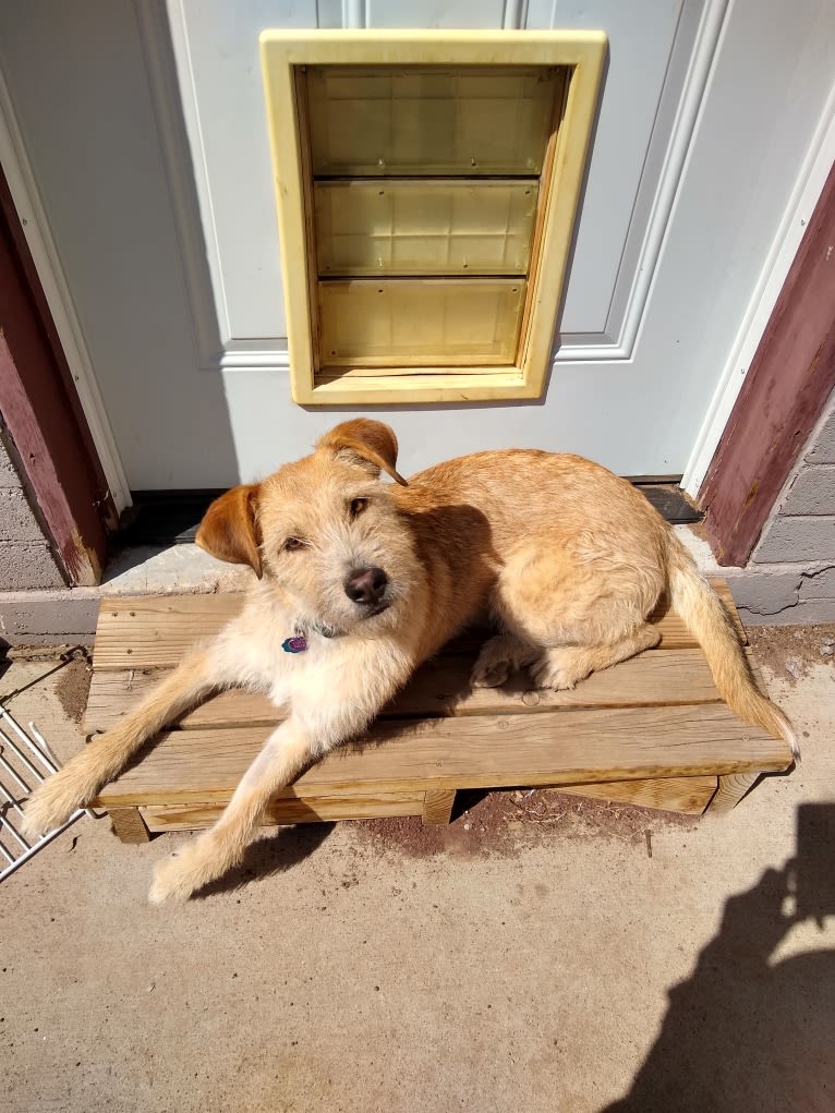 Coral Bean, a Siberian Husky and Australian Cattle Dog mix tested with EmbarkVet.com