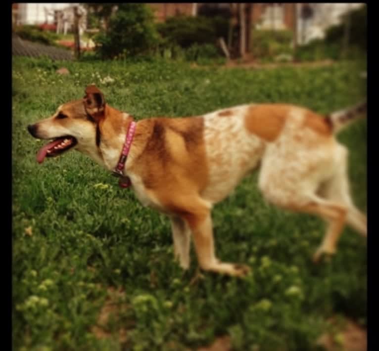 Ginger, an American Pit Bull Terrier and Australian Cattle Dog mix tested with EmbarkVet.com