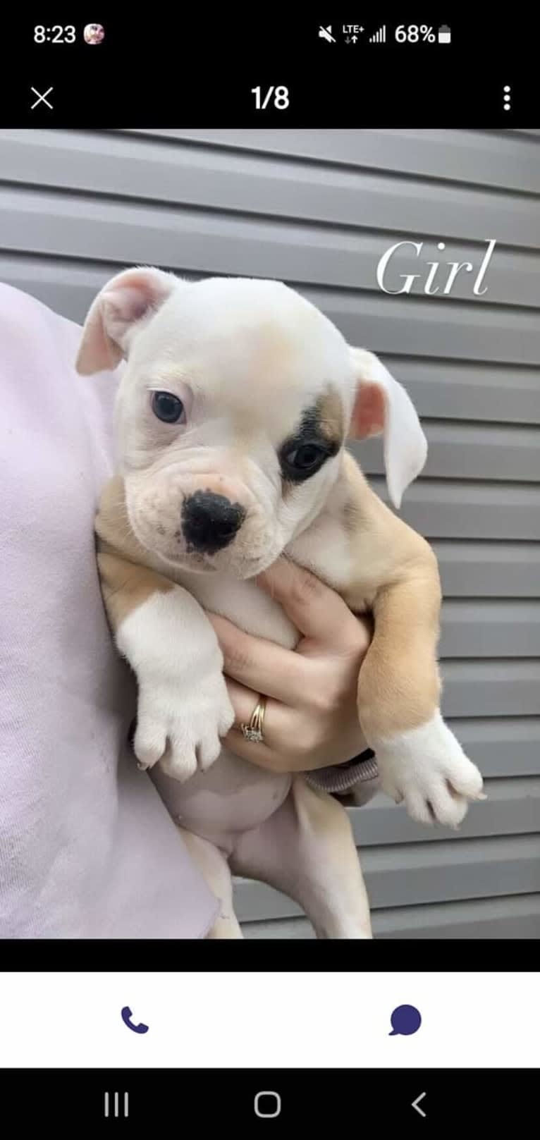 Piper, an American Bulldog tested with EmbarkVet.com