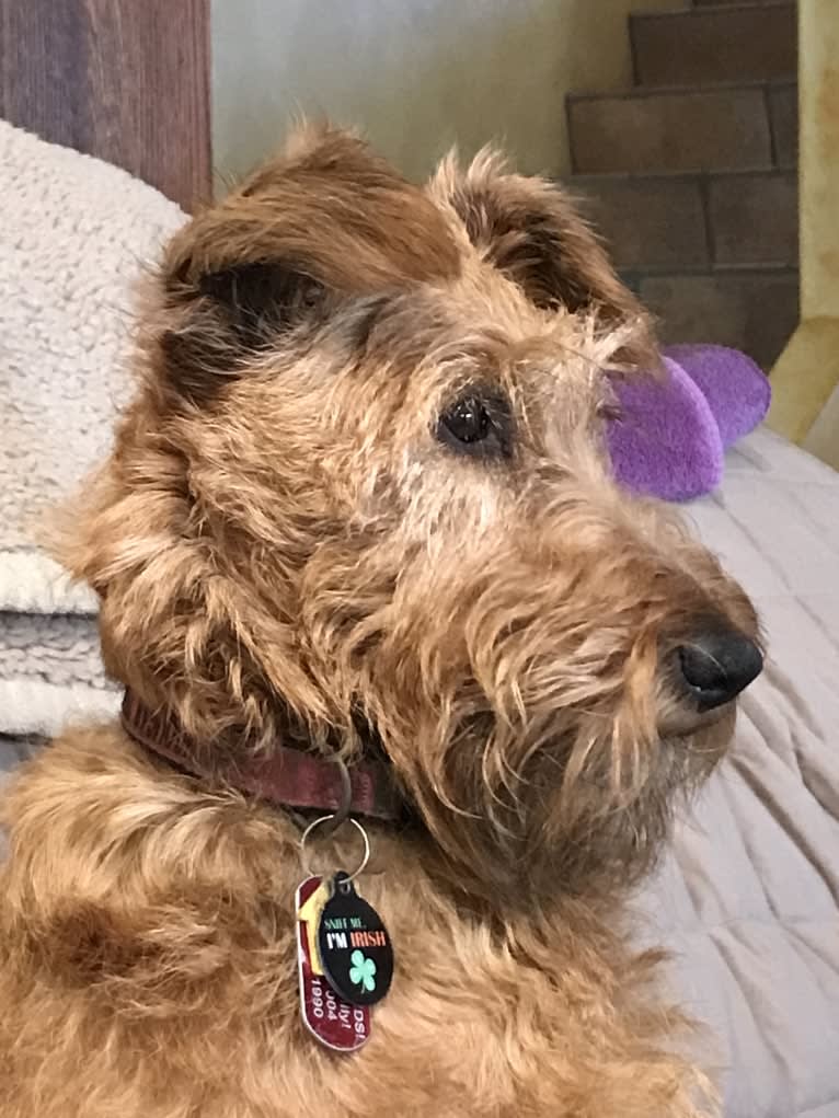 HOOLIGAN, an Irish Terrier tested with EmbarkVet.com