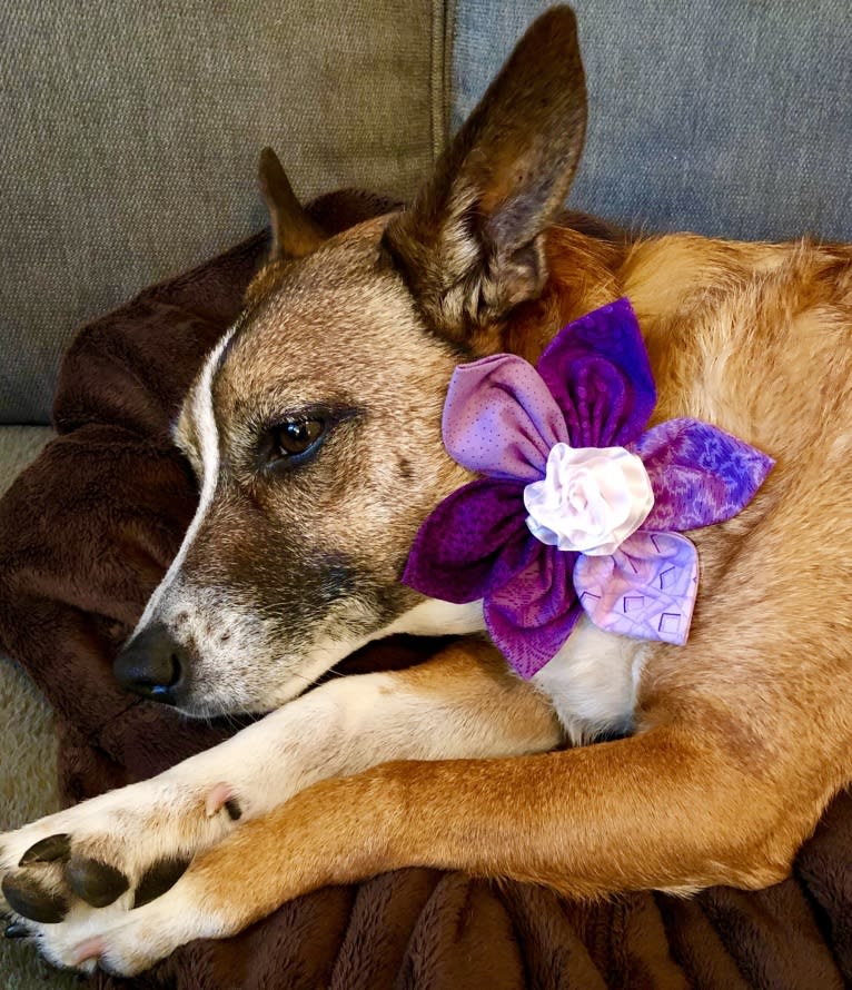 Frankie, a Russell-type Terrier and Australian Shepherd mix tested with EmbarkVet.com