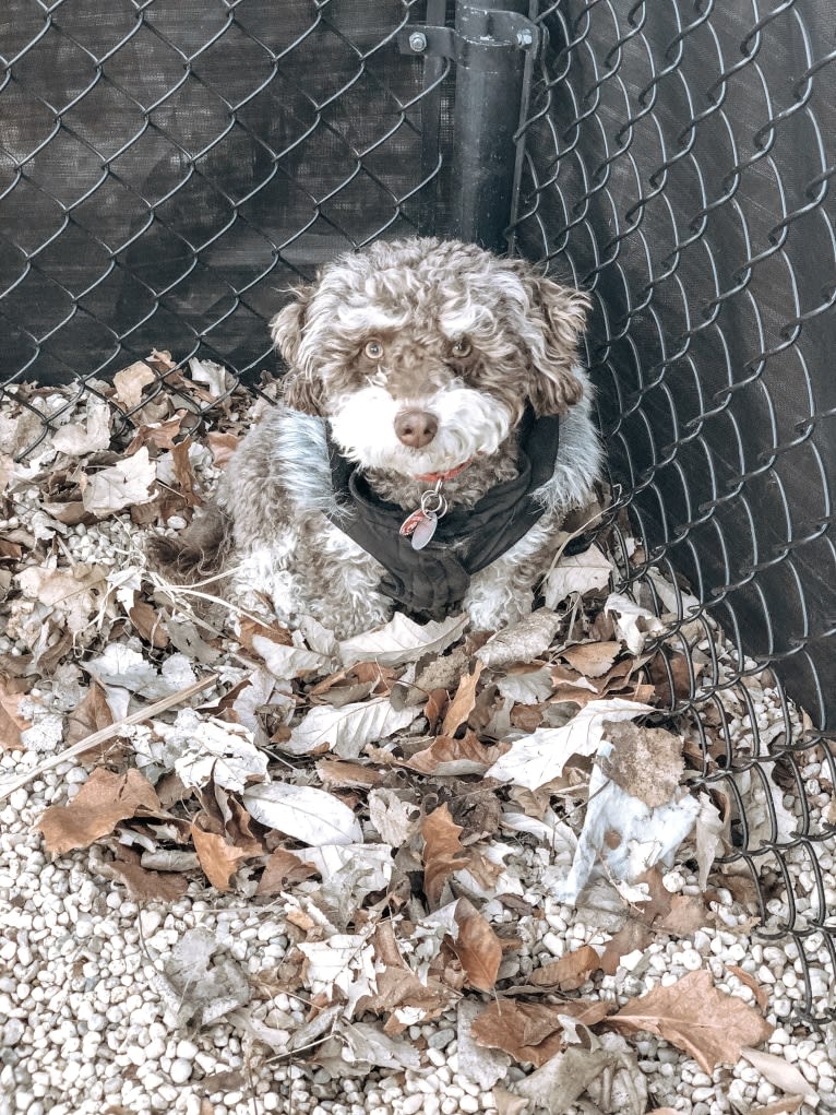 Sully, a Havanese tested with EmbarkVet.com
