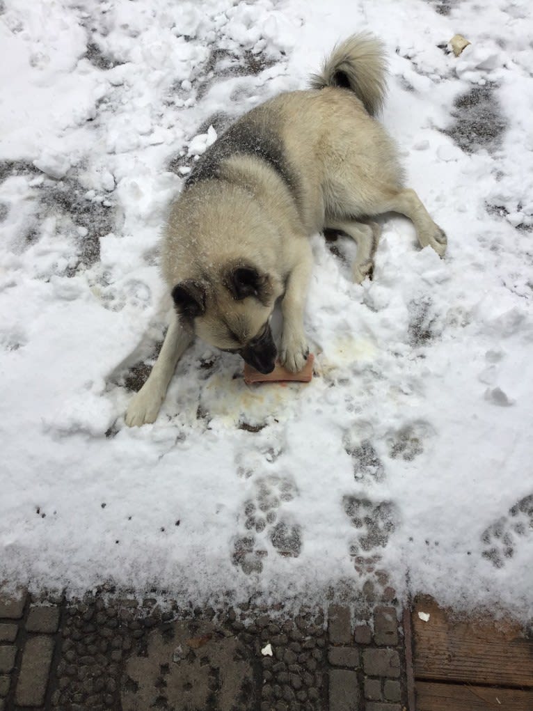 Skye, an Alaskan Malamute and German Shepherd Dog mix tested with EmbarkVet.com