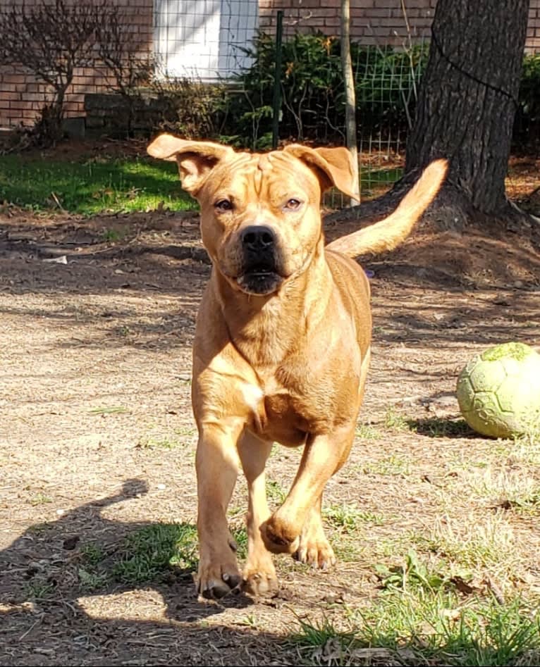 Ollie, an American Bulldog and Chow Chow mix tested with EmbarkVet.com