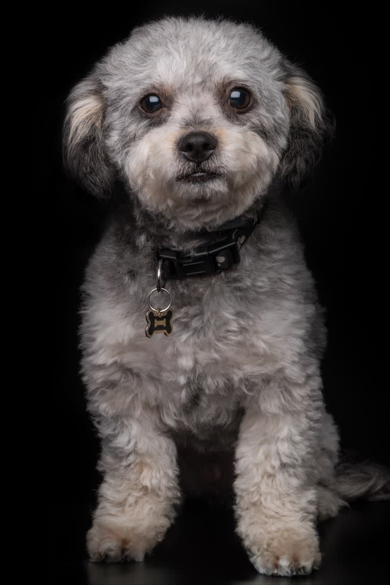 Lego, a Poodle (Small) and Chihuahua mix tested with EmbarkVet.com