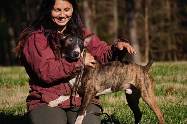 Dippy, a Bull Terrier tested with EmbarkVet.com