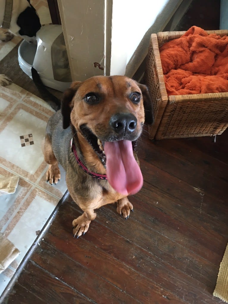 Ginger, a Rottweiler and American Pit Bull Terrier mix tested with EmbarkVet.com