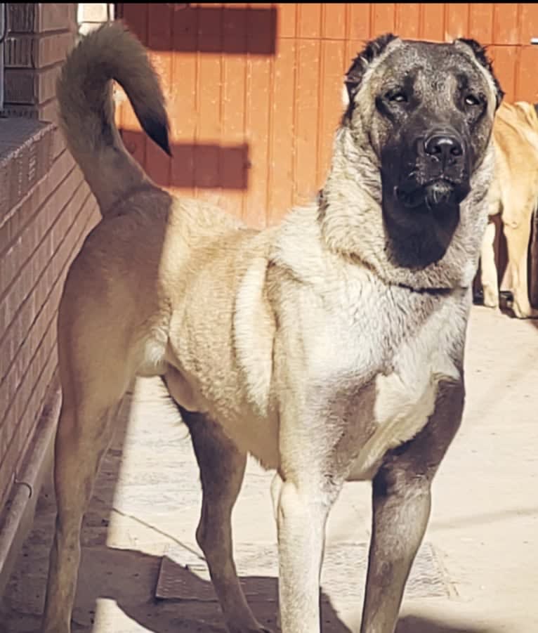 Kronos, an Anatolian Shepherd Dog tested with EmbarkVet.com