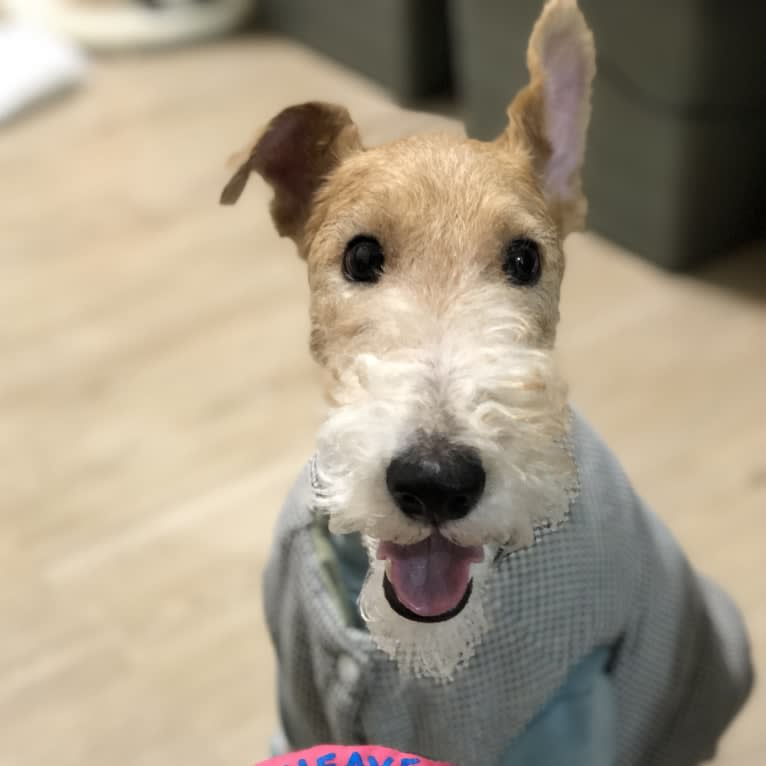 Marco, a Wire Fox Terrier tested with EmbarkVet.com