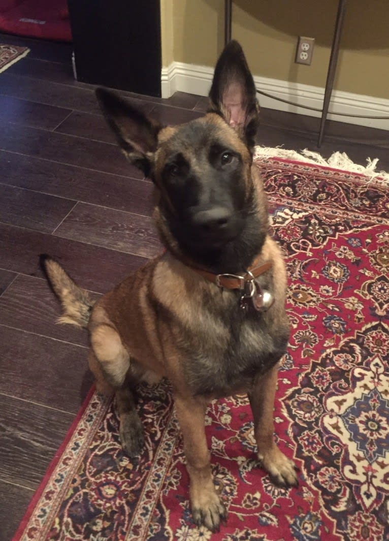 Oden, a Belgian Shepherd tested with EmbarkVet.com