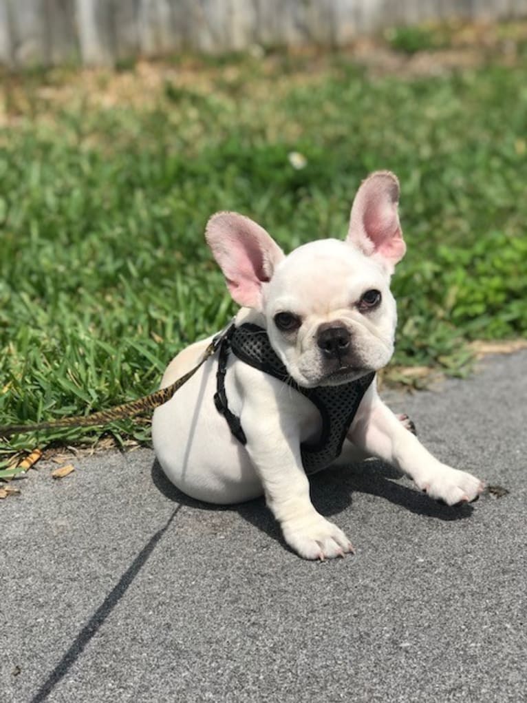 luna, a French Bulldog tested with EmbarkVet.com