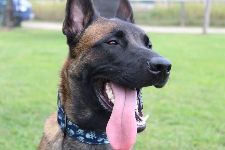 Kylar (PsychoKiller d'Hélitesport), a Belgian Shepherd tested with EmbarkVet.com