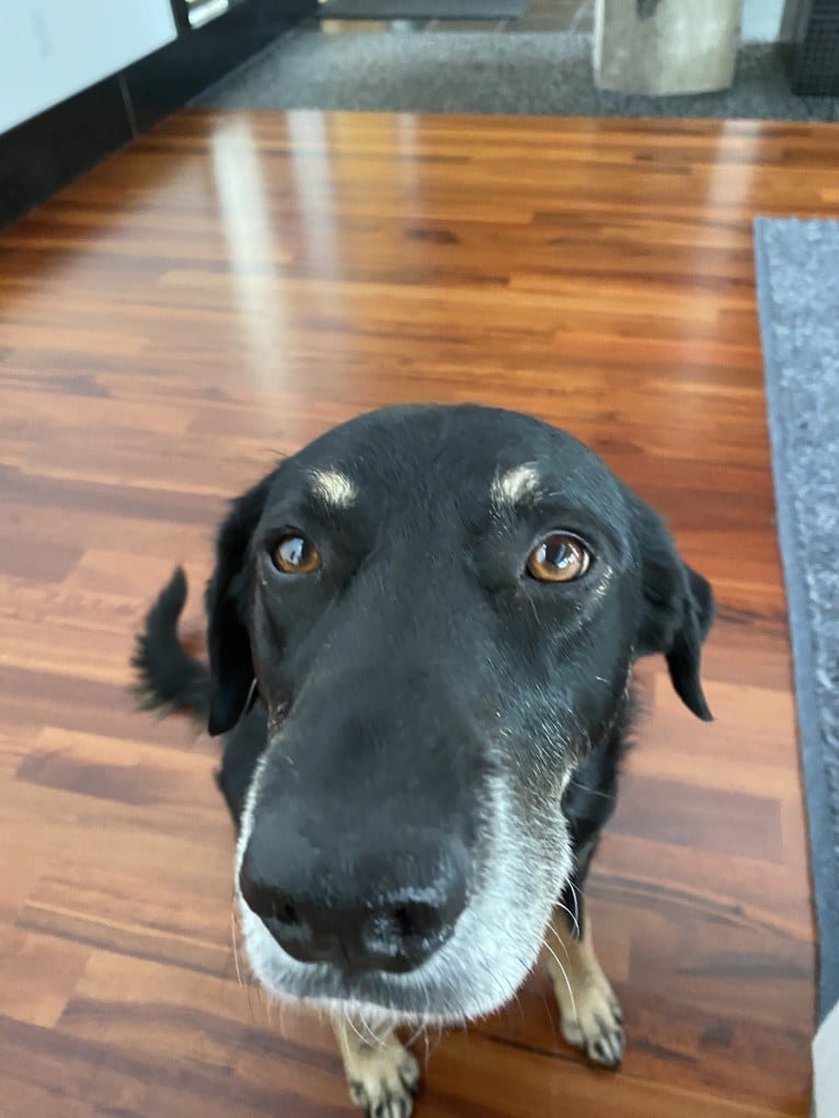 Atlas, an Australian Shepherd and Border Collie mix tested with EmbarkVet.com